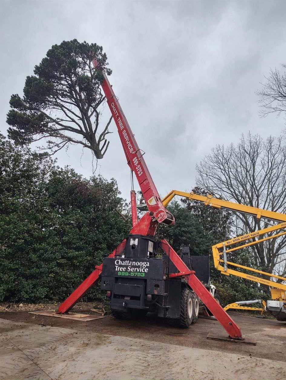 A crane holding the top of a tree