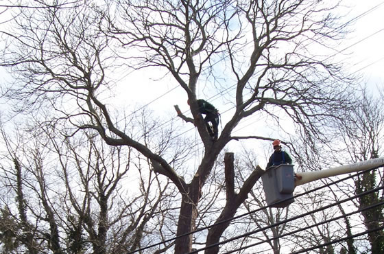 Using a Bucket Truck to Prune Trees