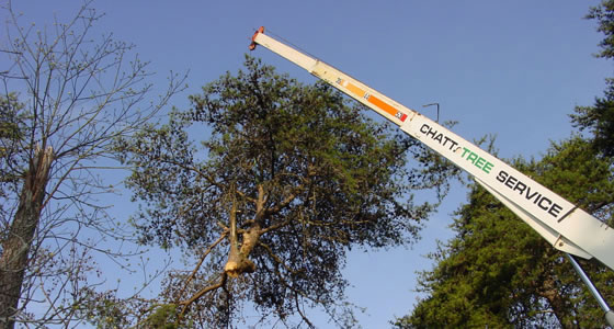 Crane removing top of tree