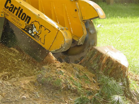 Close up of a stump being removed